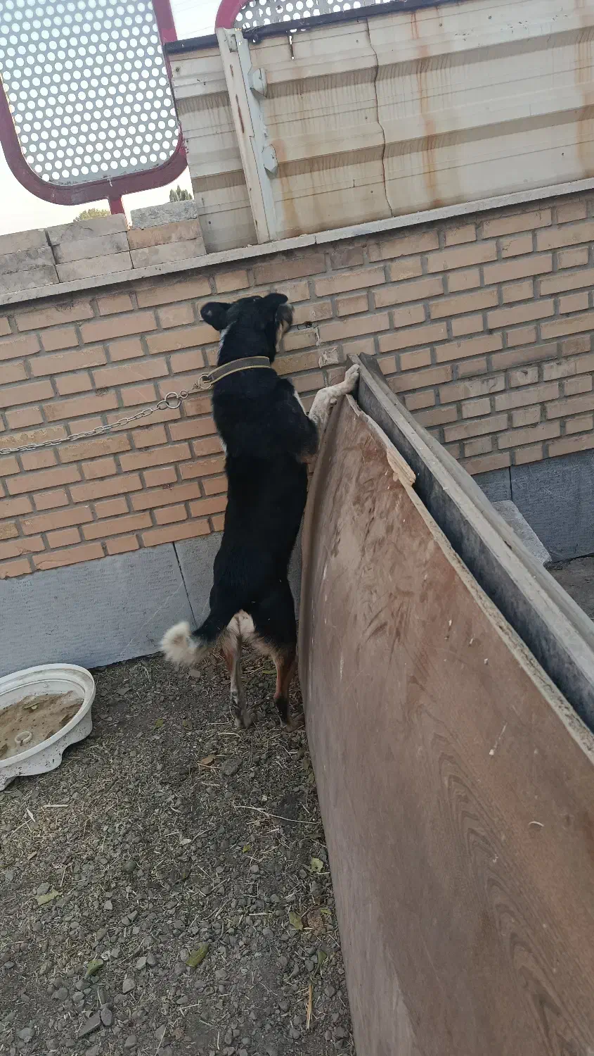 سگ نر دورگه پیتبول|سگ|کرمانشاه, |دیوار