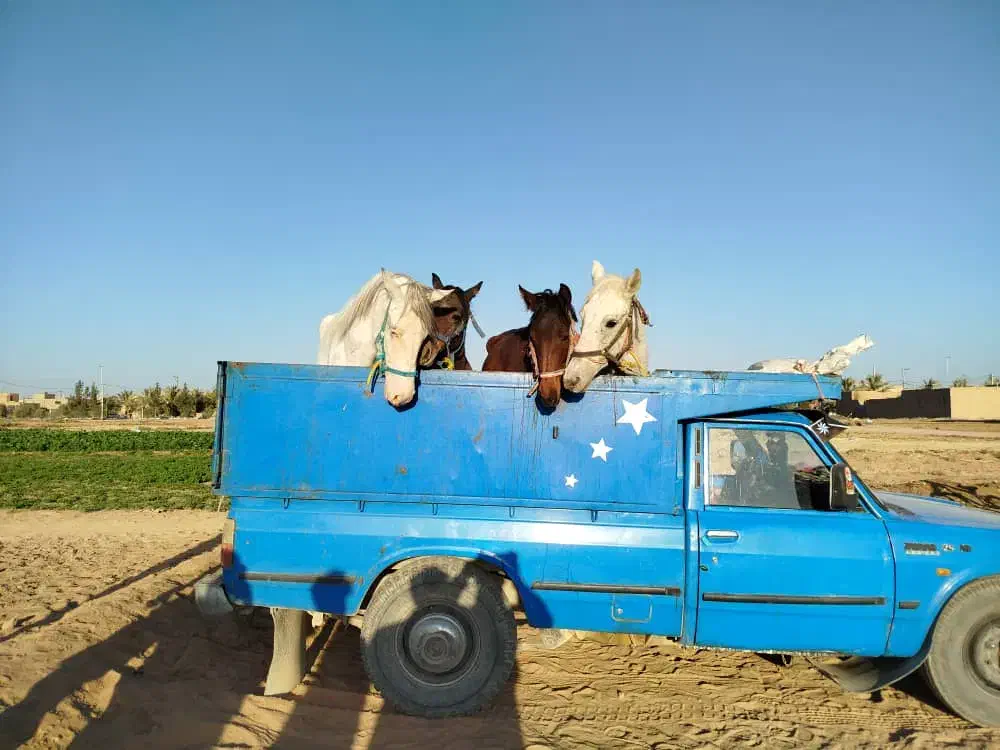 خرید و فروش اسب پالنی|اسب و تجهیزات اسبسواری|میبد, |دیوار