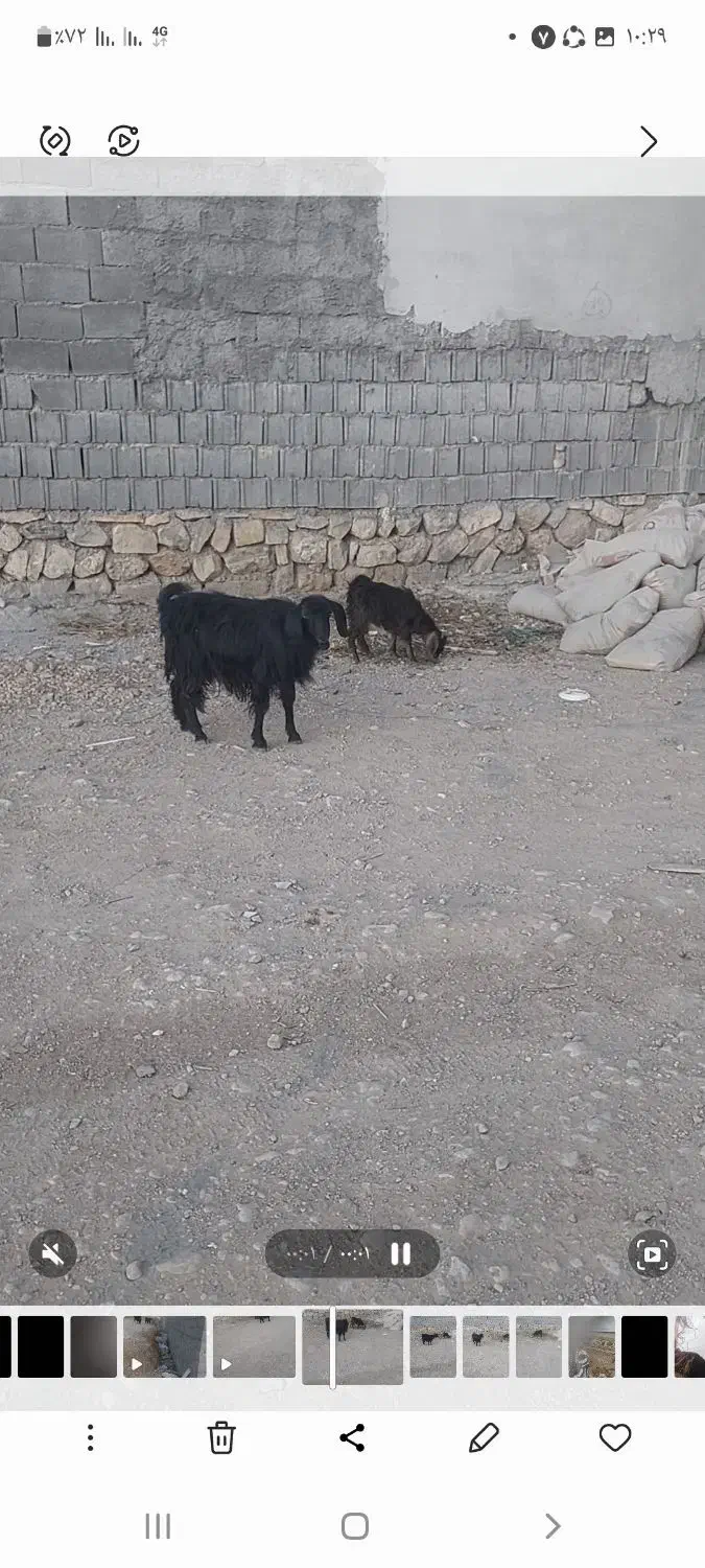 فروشیکعددبز|حیوانات مزرعه|یاسوج, |دیوار