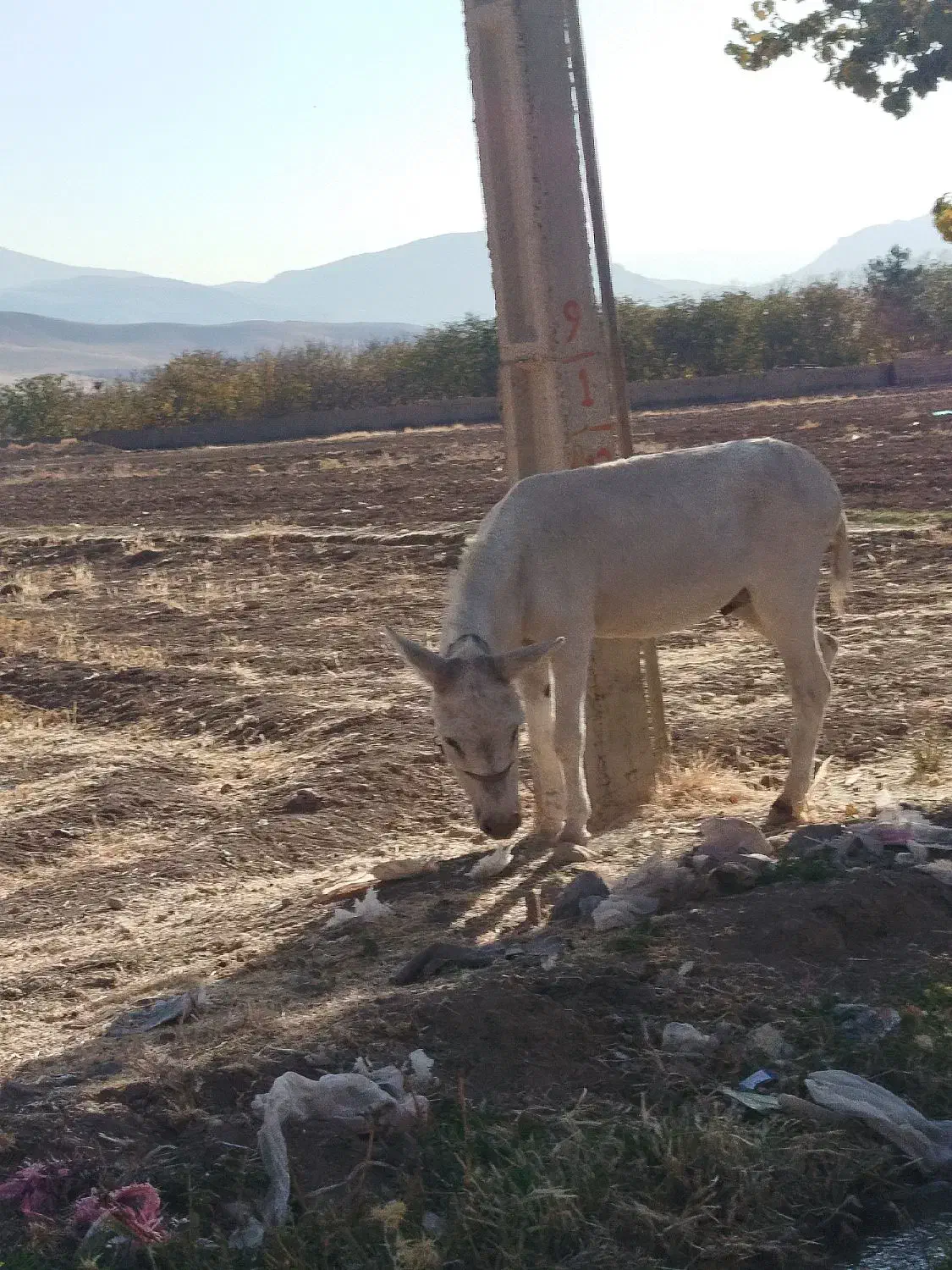نر الاغ|حیوانات مزرعه|قزوین, |دیوار