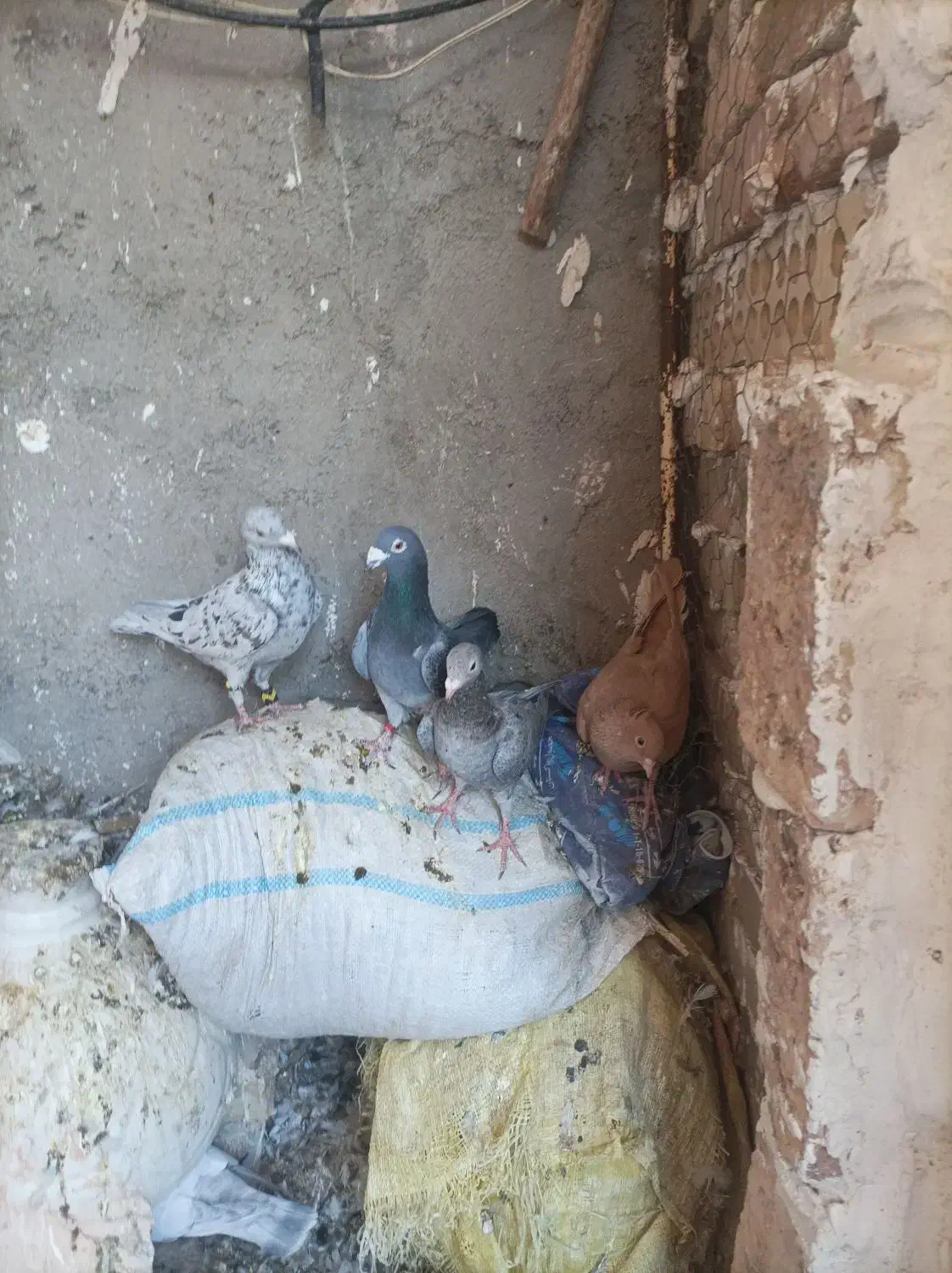 کبوتر|پرنده|نیشابور, دهنو|دیوار