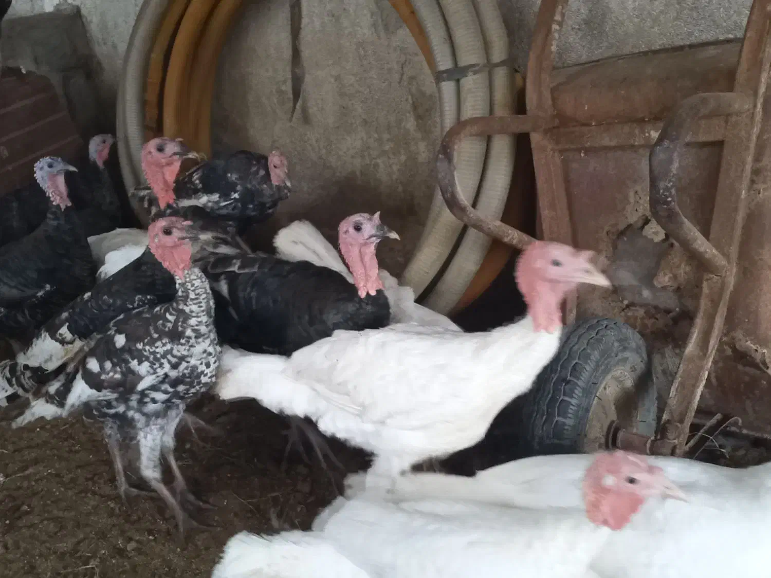 بوقلمون محلی وارگانیک|حیوانات مزرعه|سرخنکلاته, |دیوار