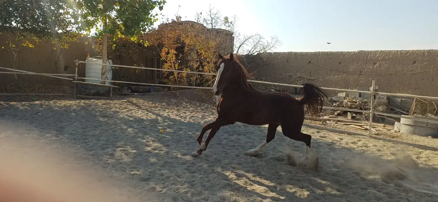 اسب سواری کامل|اسب و تجهیزات اسب‌سواری|اصفهان, بوستان ناژوان|دیوار