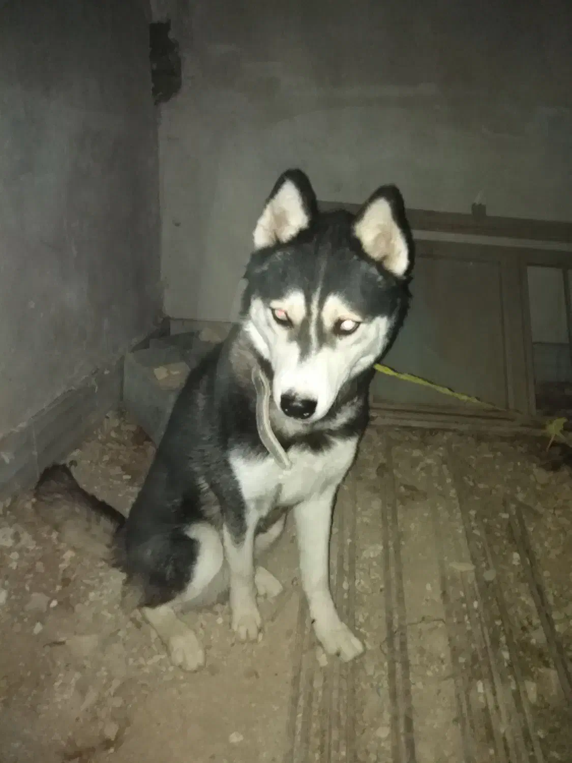 هاسکی نر|سگ|شیراز, شهرک کوشکک|دیوار