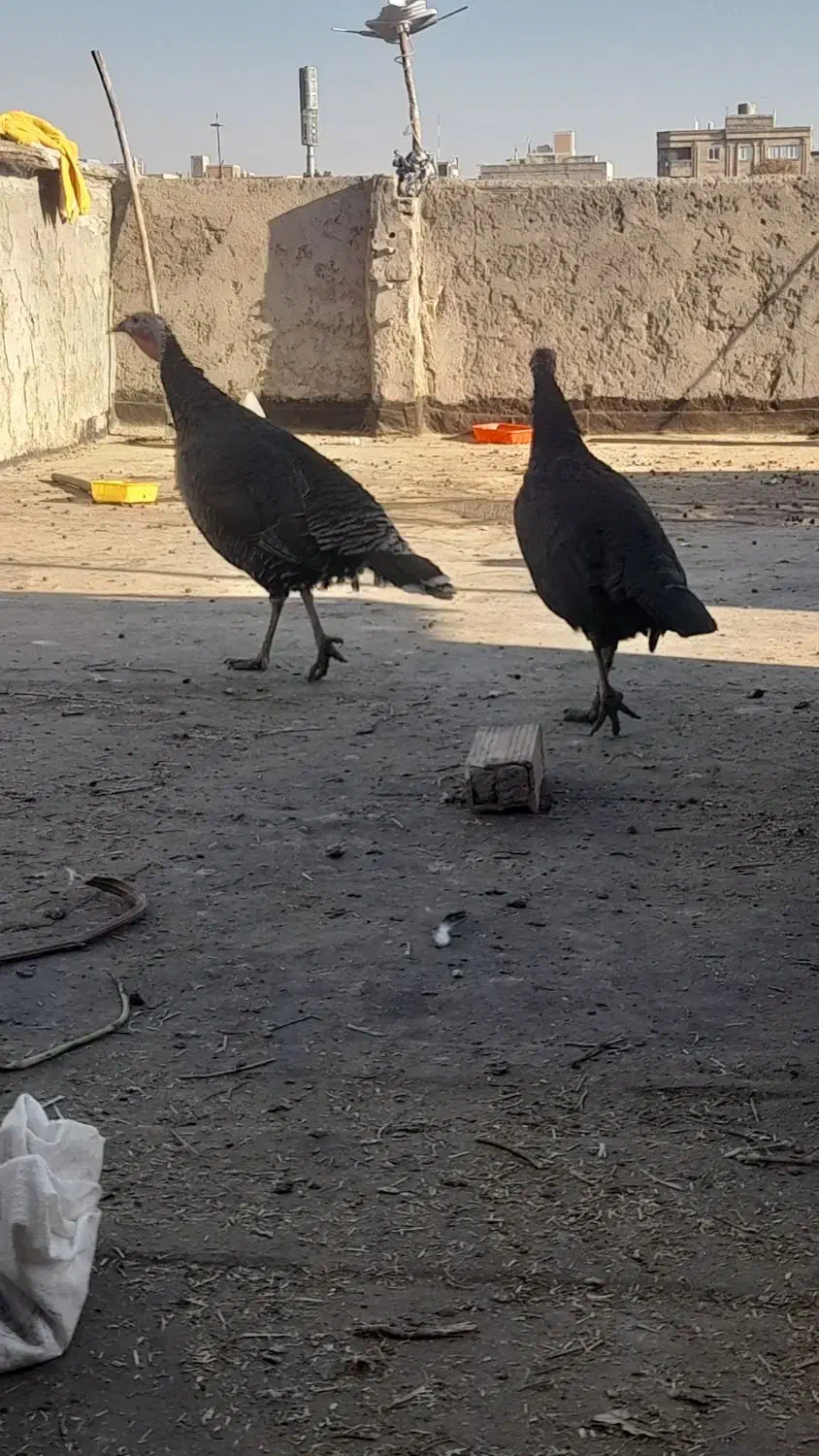 دوعددبقلمون برنزه سالموجوان|حیوانات مزرعه|خور (اصفهان), |دیوار