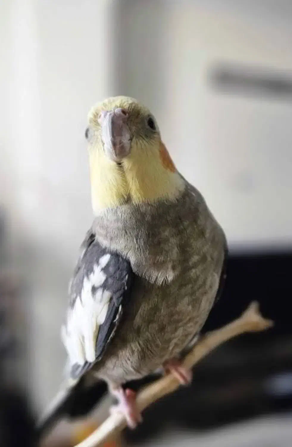 عروس هلندی|پرنده|یزد, |دیوار