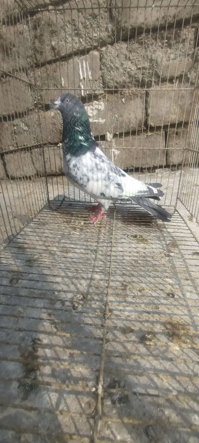 پاکستانی|پرنده|بیستون, |دیوار