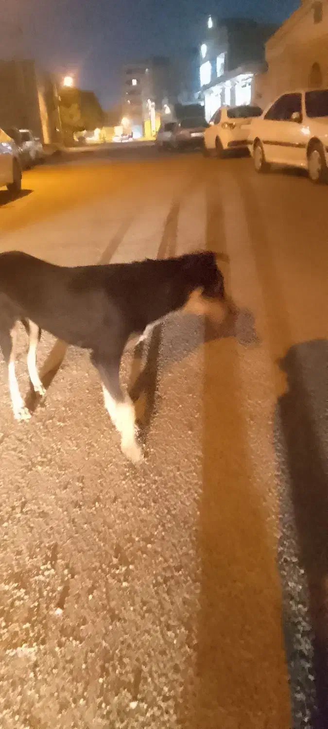 گمشده حتما بخون|حیوانات|اهواز, گلستان|دیوار