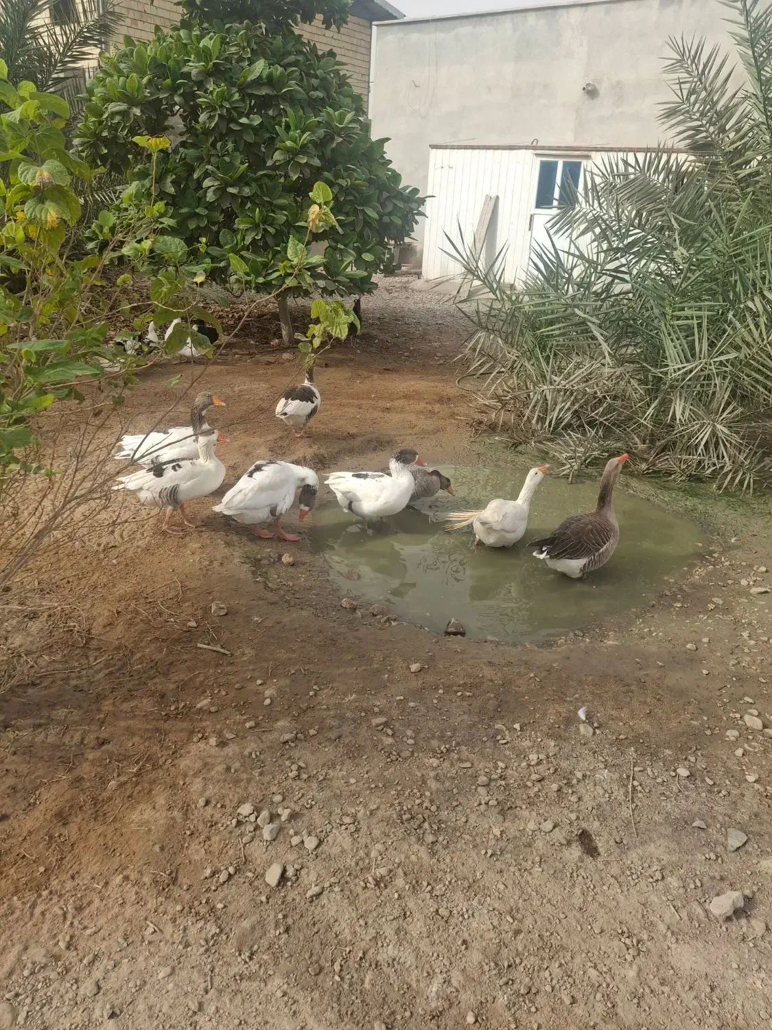 فروش تخم اردک اسرائیلی و غاز|حیوانات مزرعه|بندرعباس, |دیوار