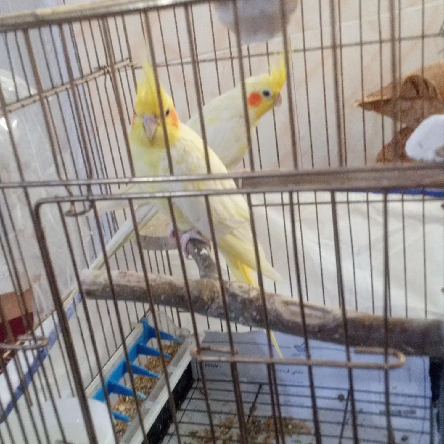 عروس هلندی مولد با جوجه|پرنده|کرج, حصارک پایین|دیوار