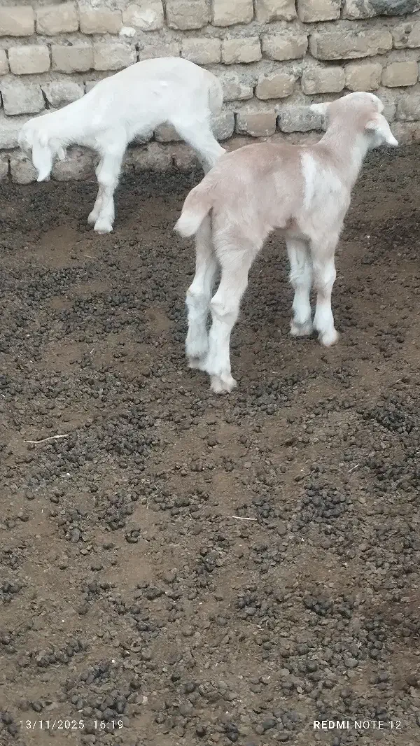 بزهای آبستن از نربز فرانسوی اصل شیری نربزکاموری|حیوانات مزرعه|گنبد کاووس, |دیوار