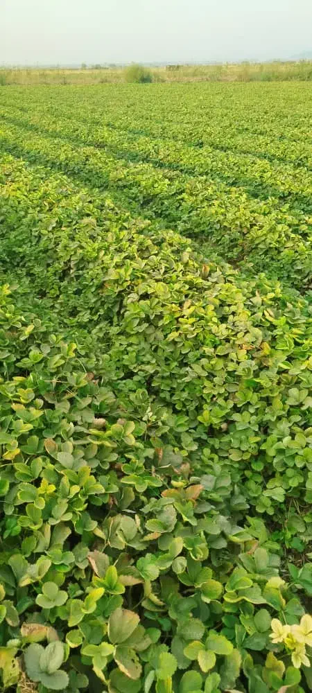 نهال توت فرنگی سابرینا و کاموروس|خدمات باغبانی و درختکاری|خان ببین, |دیوار