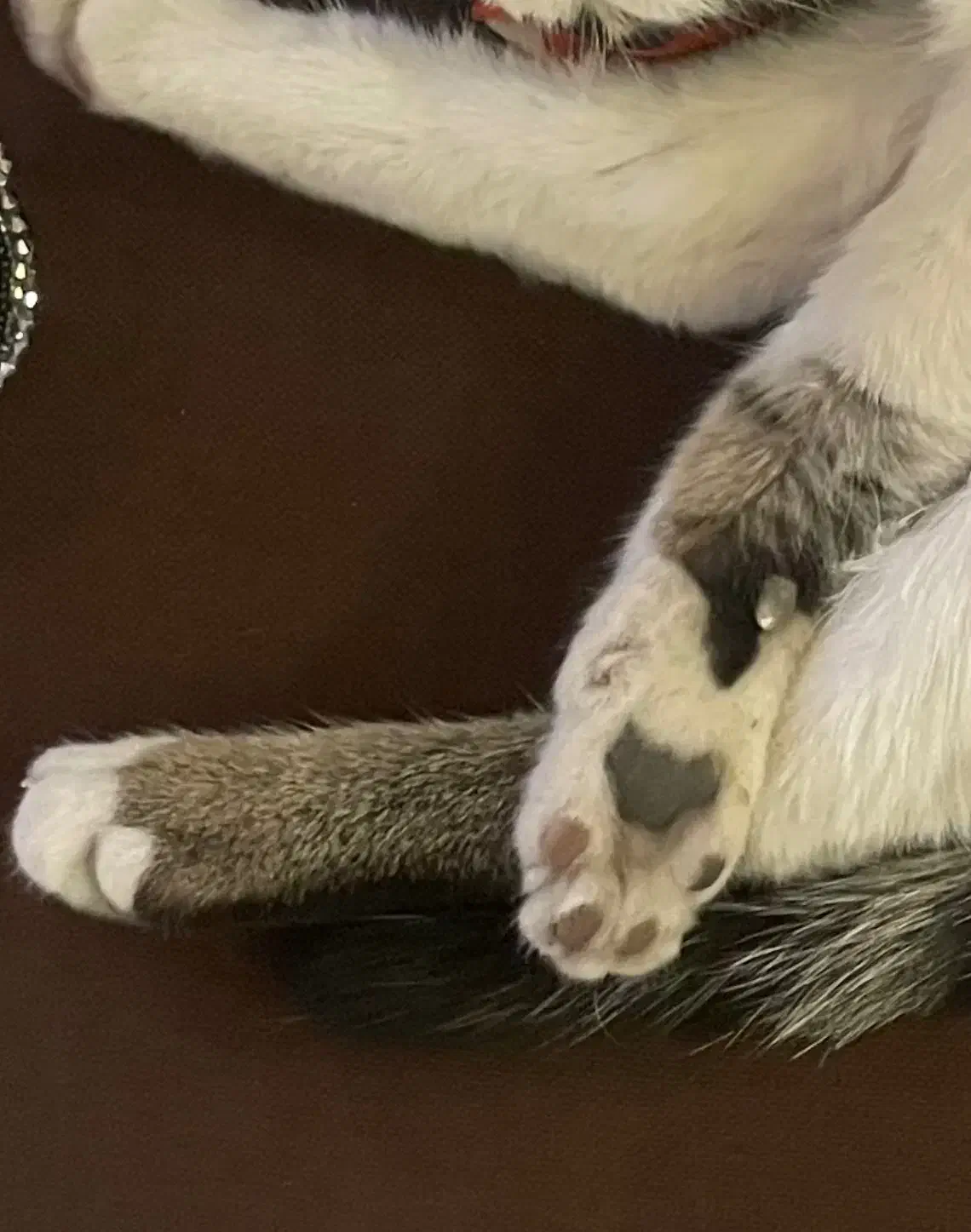 گربه گمشده|حیوانات|شیراز, بعثت|دیوار