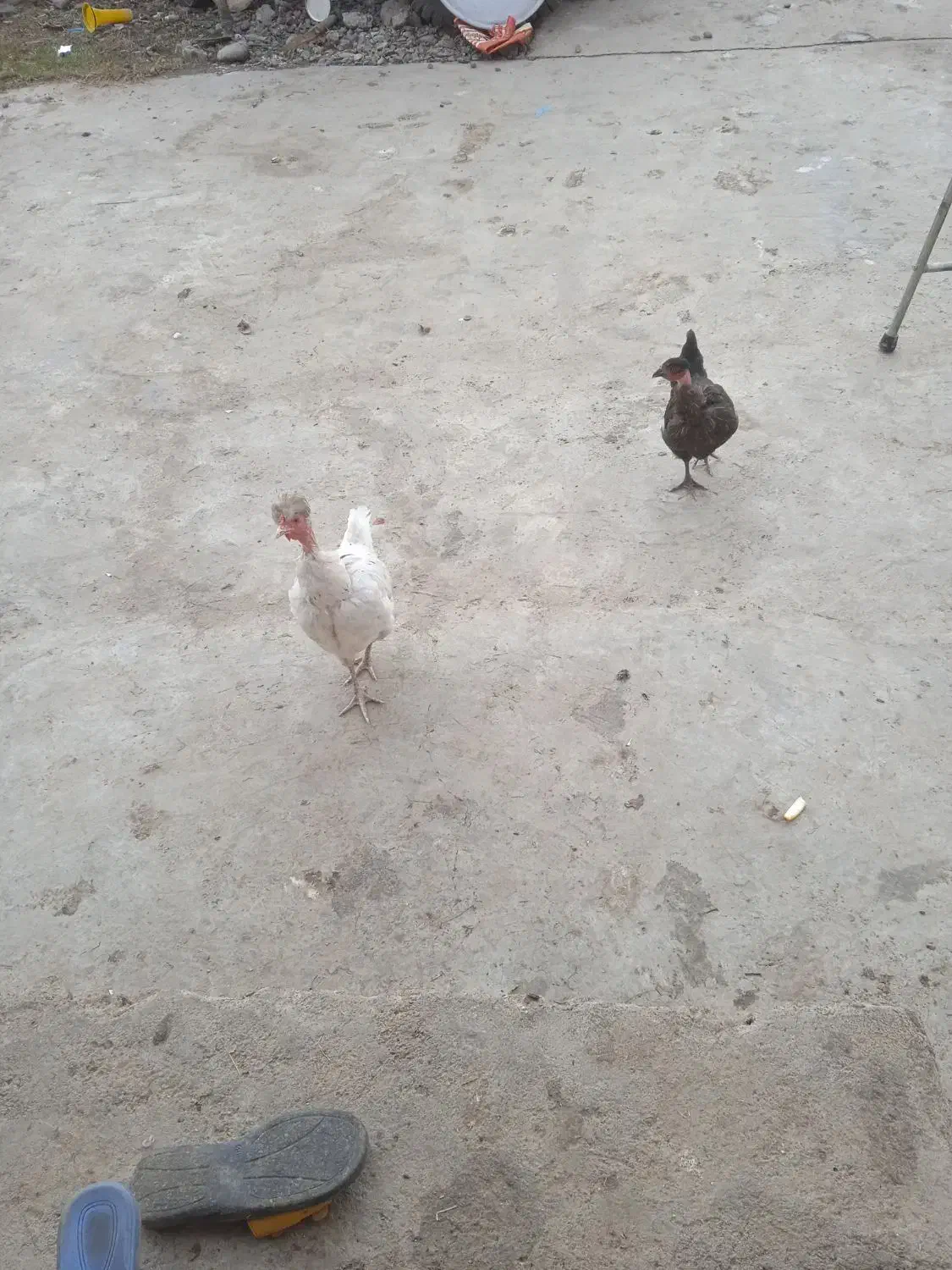 سلام یک مرغ گردن یک جوجه چهار ماهم هست|حیوانات مزرعه|دلند, |دیوار