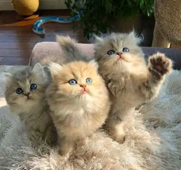 مجموعه گربه های دارای بازدید|گربه|ایلام, |دیوار