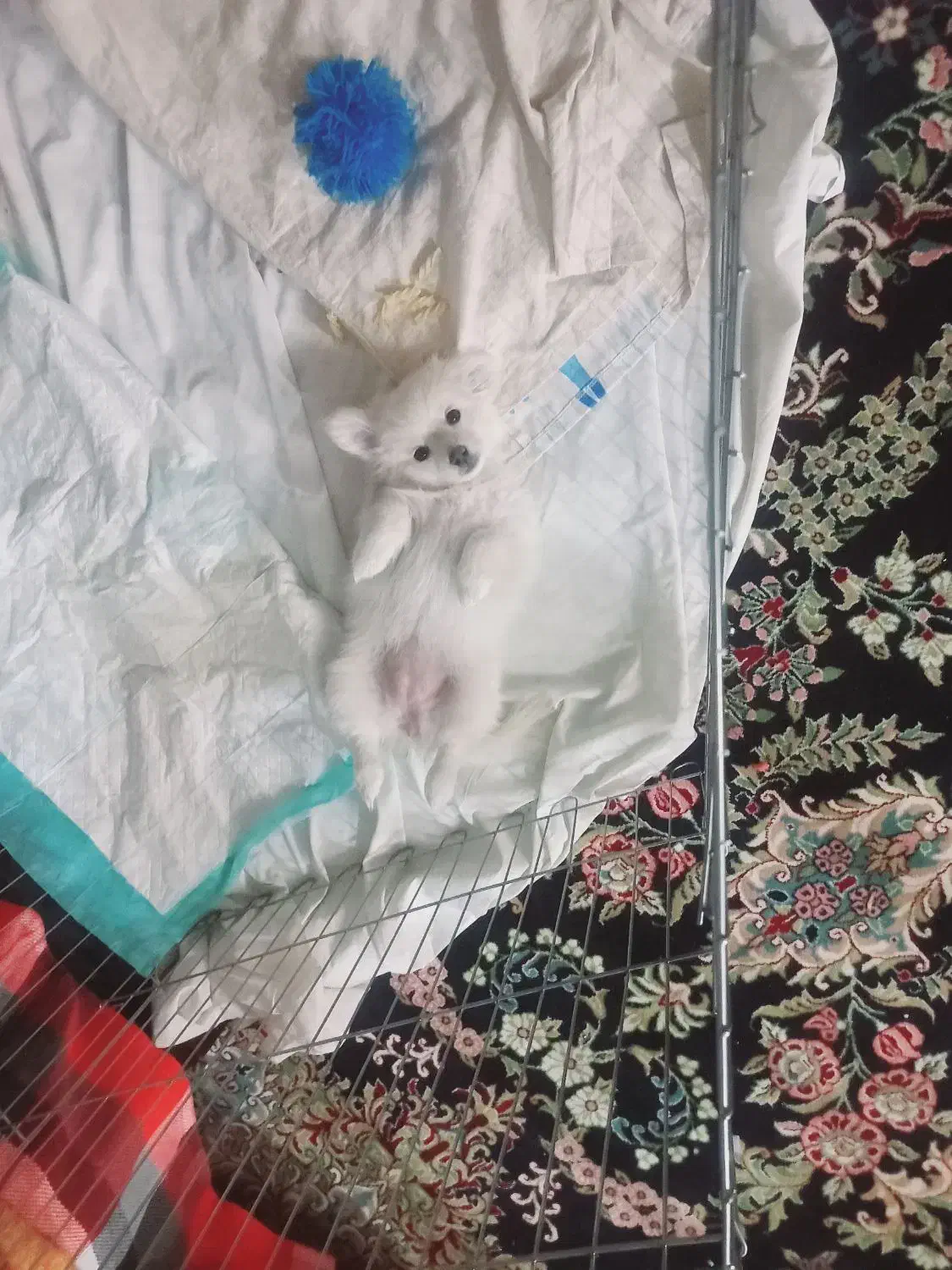 سگ پامر|سگ|رفسنجان, |دیوار