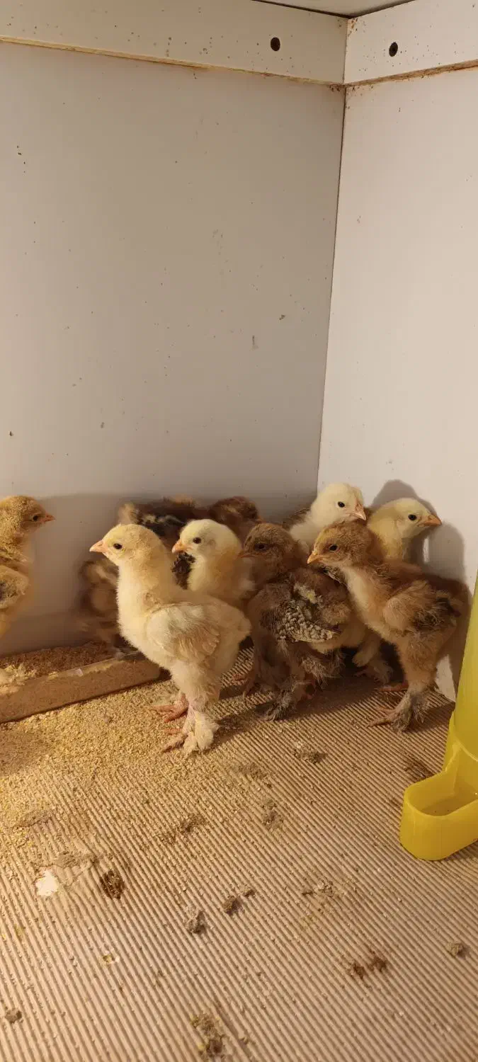 جوجه برهما...|حیوانات مزرعه|یزد, |دیوار