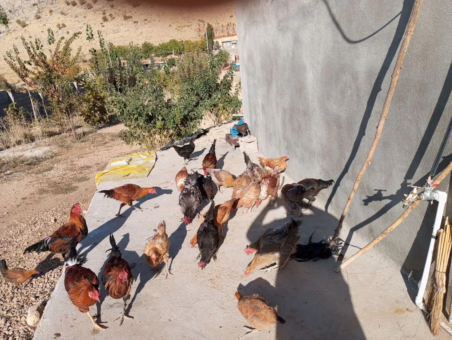 فروش مرغ و خروس محلی|حیوانات مزرعه|یاسوج, |دیوار