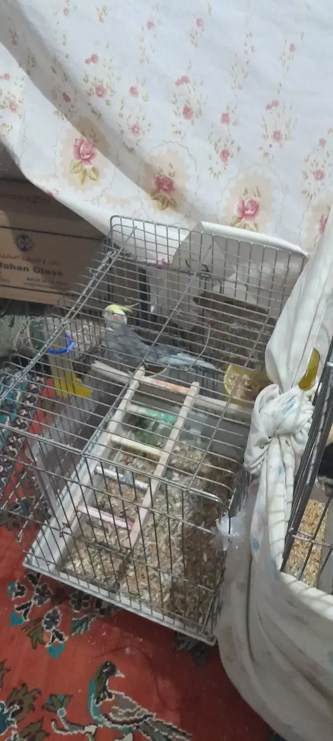 عروس هلندی|پرنده|دورود, |دیوار