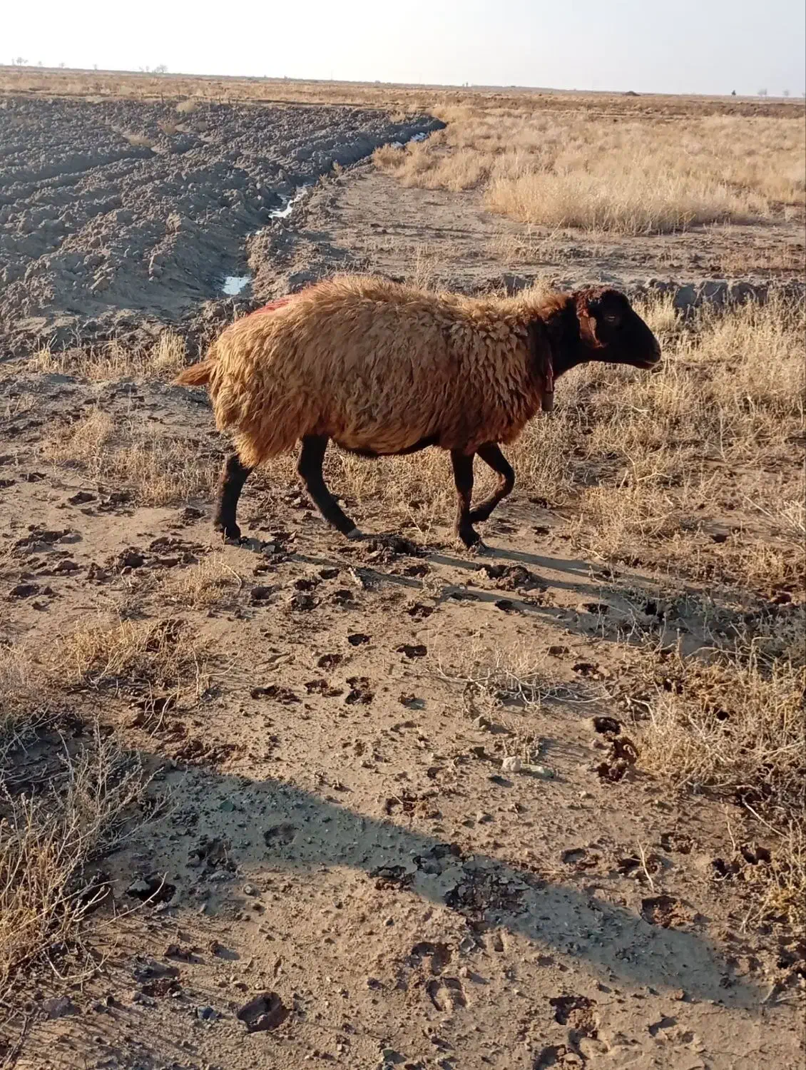 میش و بز|حیوانات مزرعه|میان جلگه, |دیوار