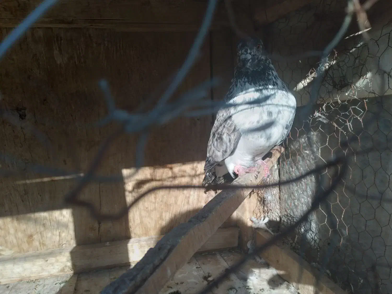 کبوتر.|پرنده|قم, شهرک طالقانی|دیوار