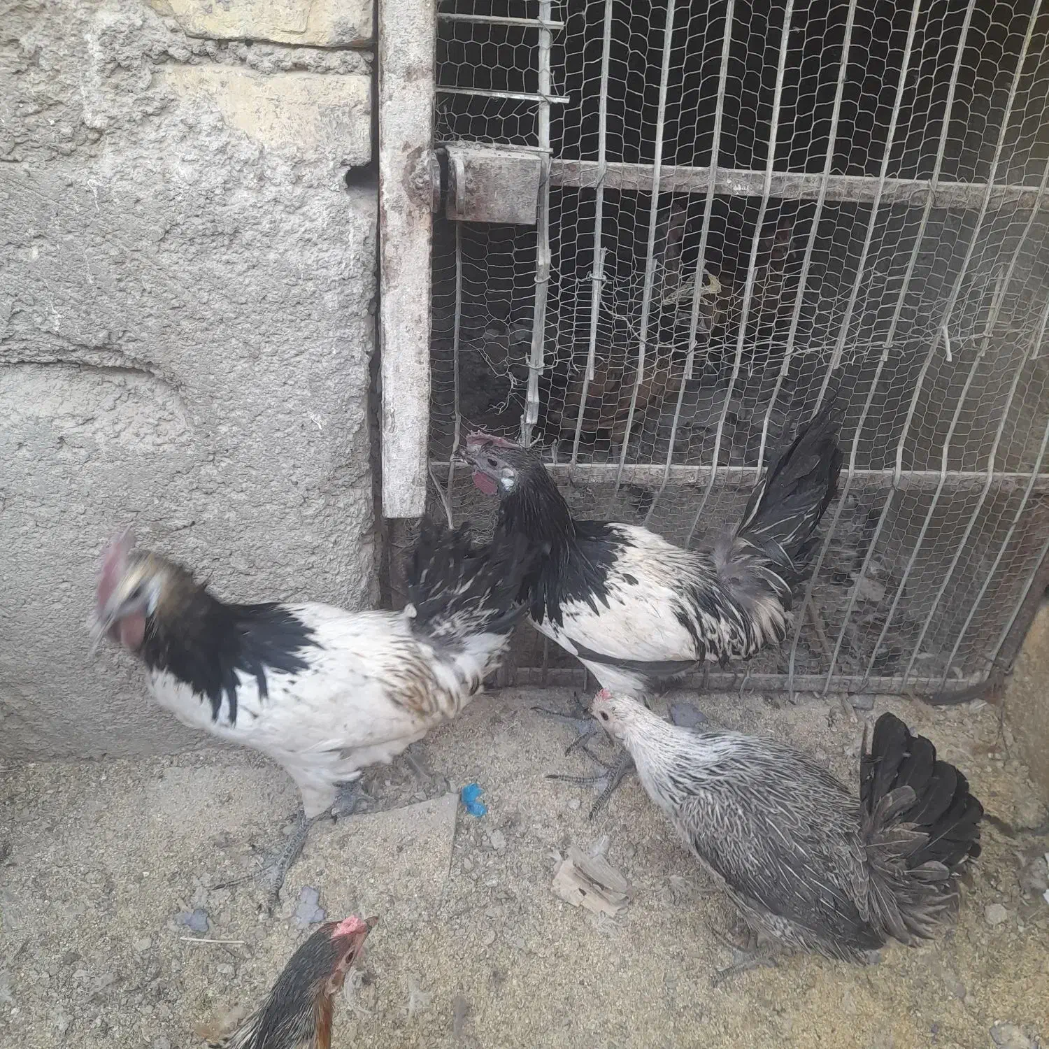 تخم مرغ سبز وبرهما نطفه داروکرک شو وجوجه|حیوانات مزرعه|سیرجان, |دیوار