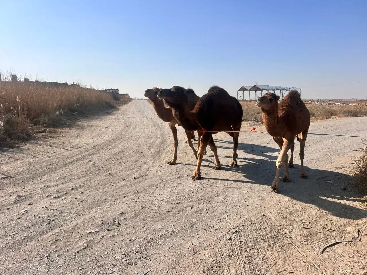 شتر خشک|حیوانات مزرعه|سبزوار, قصبه شرقی|دیوار