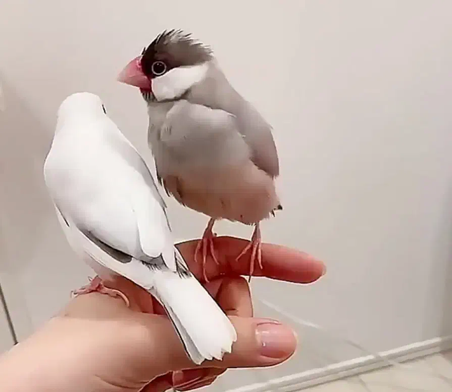 فروش فنچ نرگسی زیبا ...|پرنده|شیراز, شاپورجان|دیوار