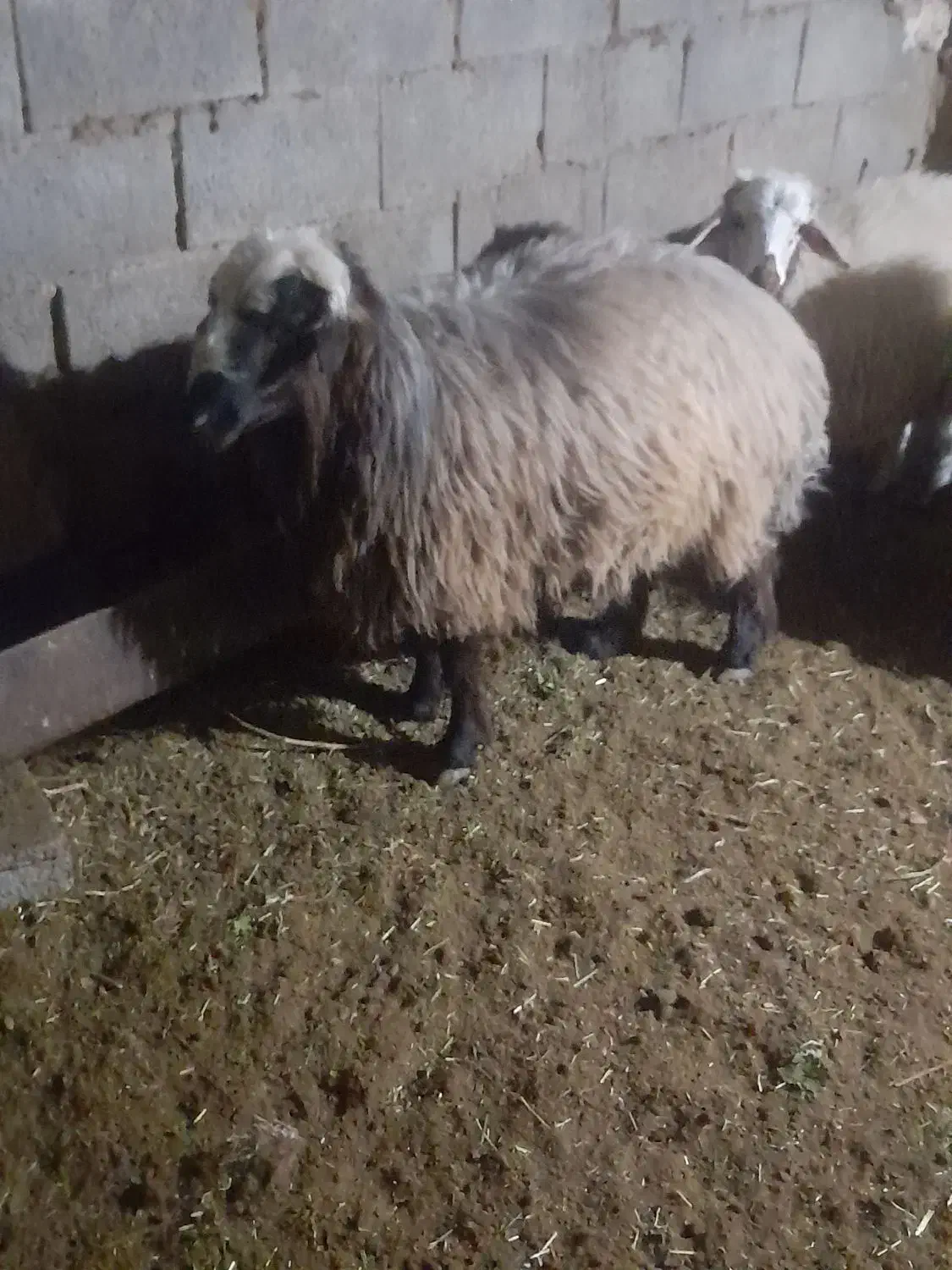 بره قوچ|حیوانات مزرعه|شیدا, |دیوار