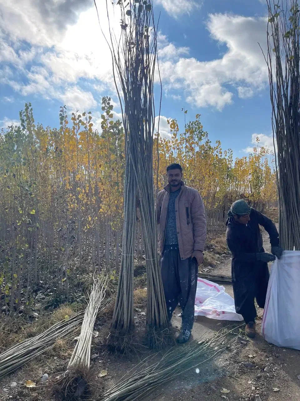 30 بزن رو آگهی تا همه اطلاعات رو بفهمی|گل و گیاه طبیعی|بروجرد, |دیوار