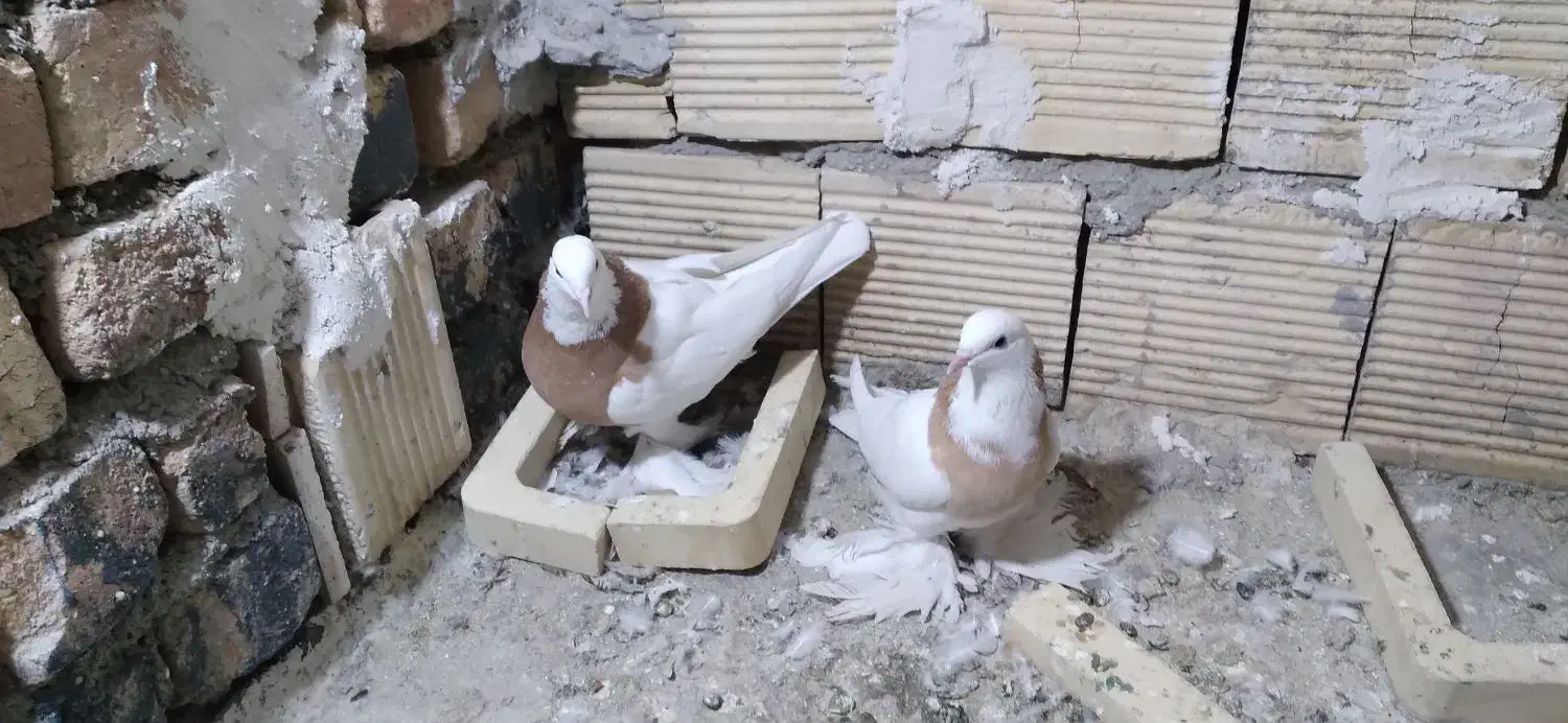 کبوتر طوقی|پرنده|خوانسار, |دیوار