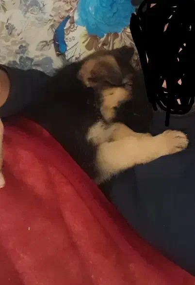 گمشده سگ|حیوانات|بروجرد, |دیوار