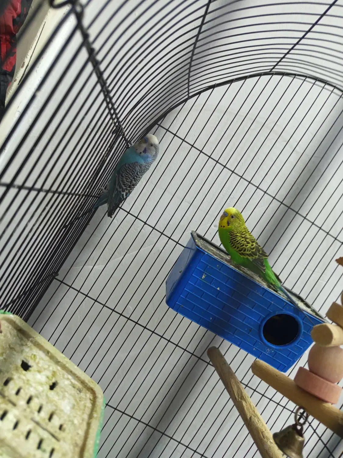 مرغ عشق|پرنده|بومهن, |دیوار