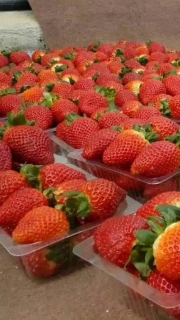 نشاتوت فرنگی|گل و گیاه طبیعی|شیراز, حومه شیراز|دیوار