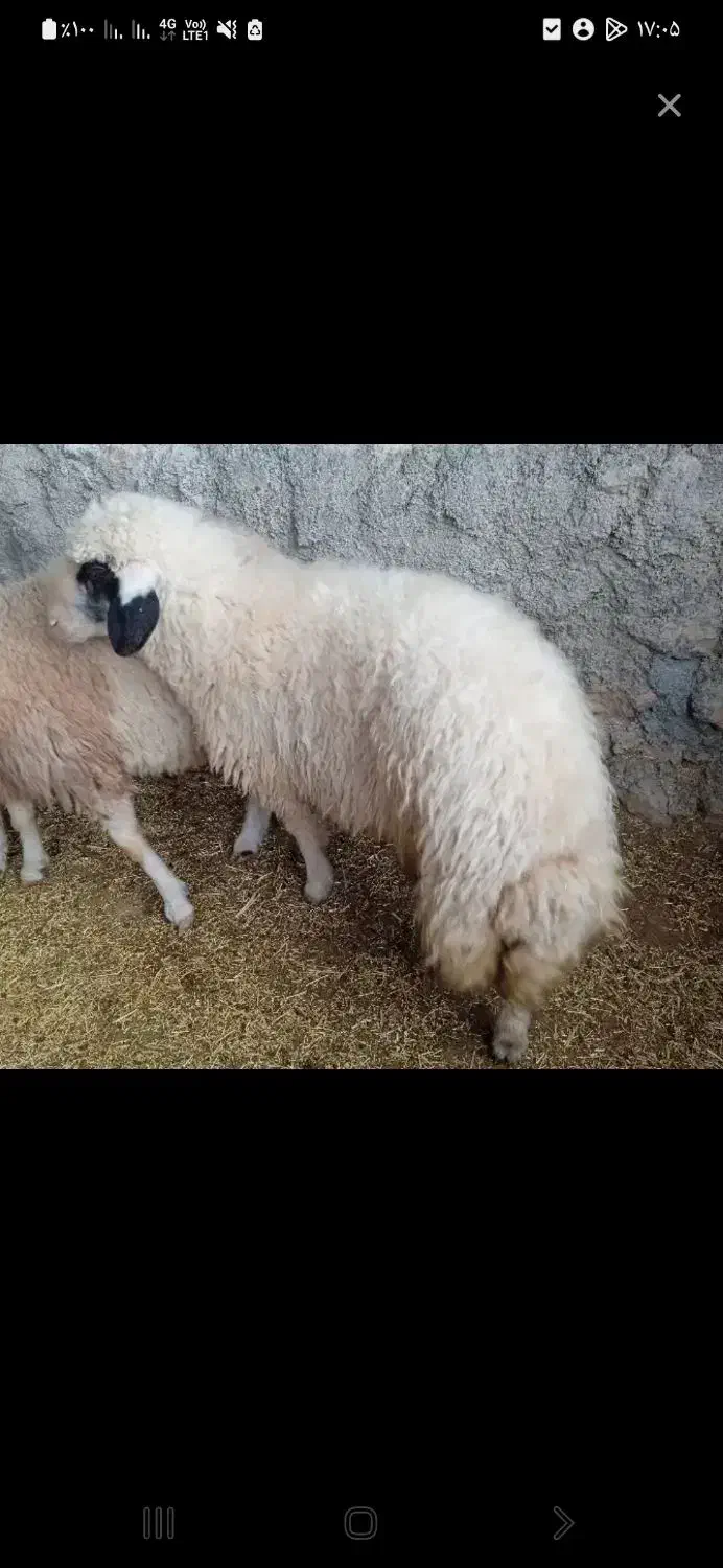 گوسفند|حیوانات مزرعه|سرپل ذهاب, |دیوار