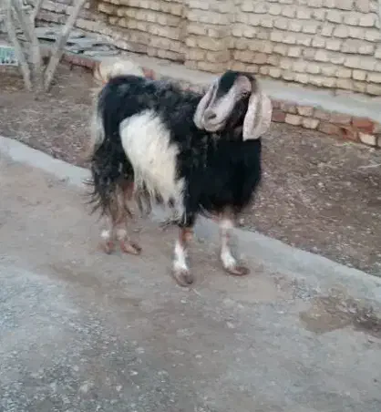 بز چاق|حیوانات مزرعه|نهبندان, |دیوار