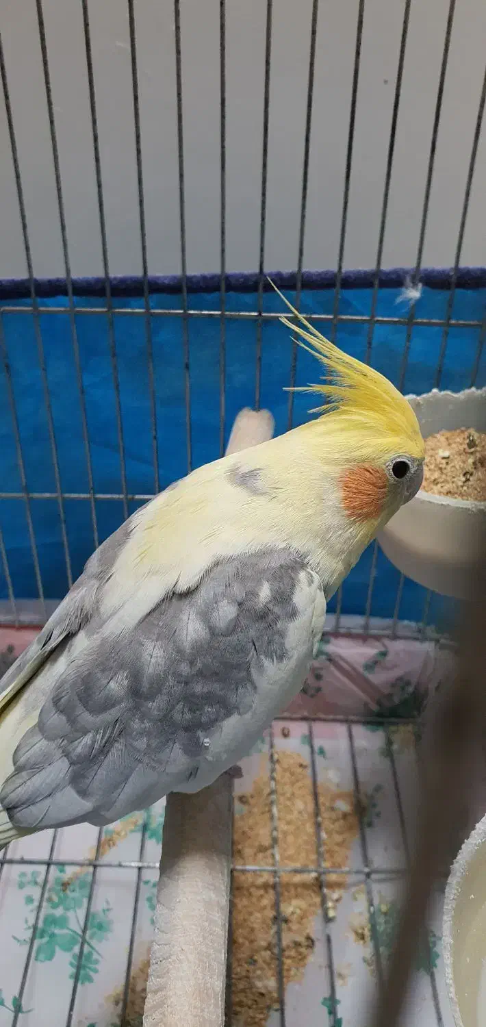 عروس هلندی نر مست|پرنده|بروجرد, |دیوار