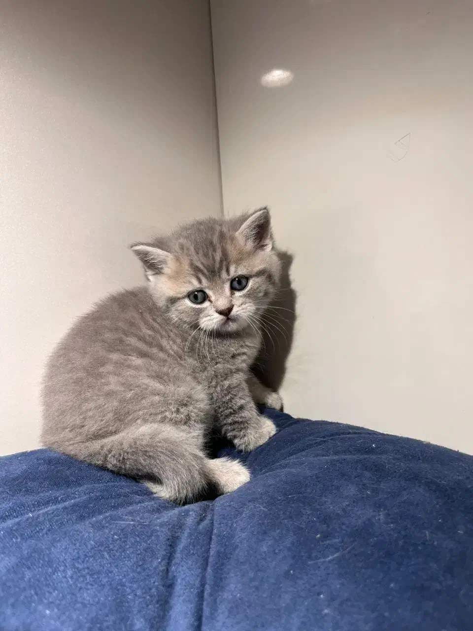 پسر بچه بریتیش مو کوتاه سیلور|گربه|اصفهان, رزمندگان|دیوار