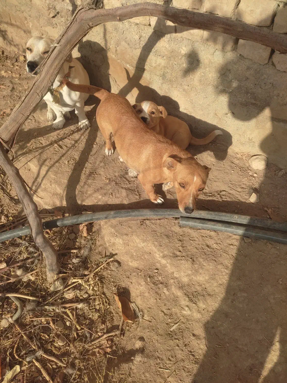 حیوانات|سگ|شیروان (خراسان), |دیوار