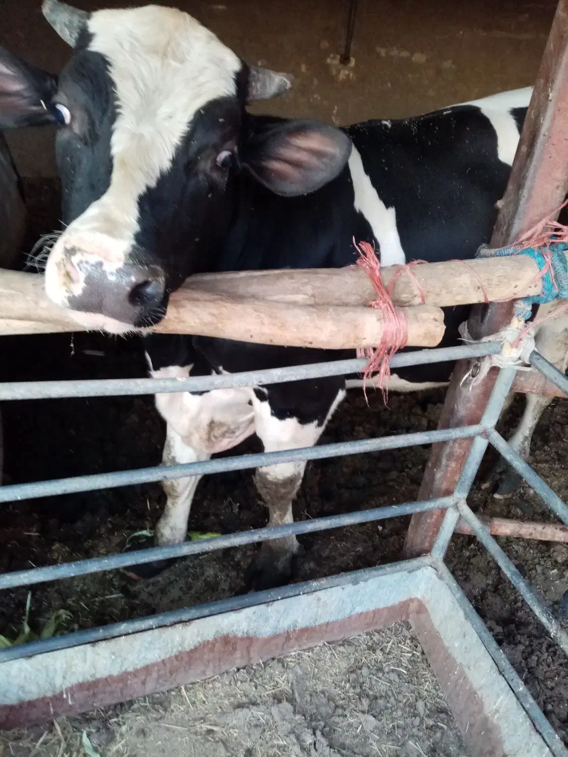 گوساله گوشتی|حیوانات مزرعه|اصفهان, شهرک امام خمینی|دیوار