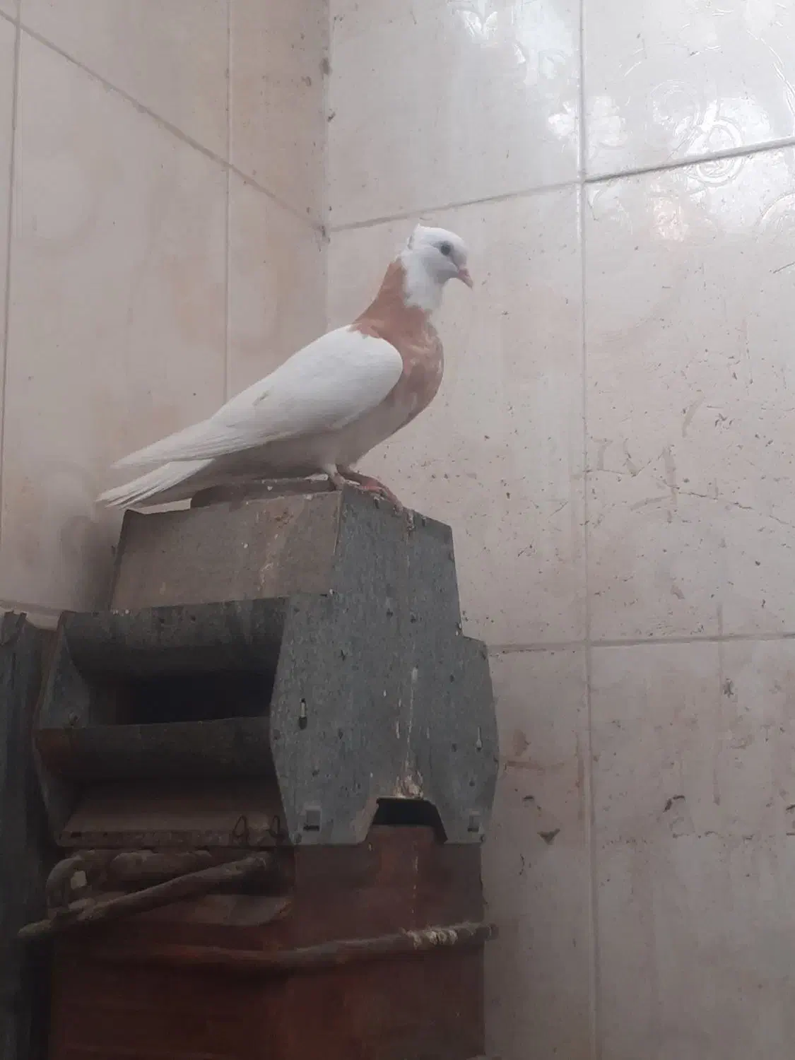 یه جفت در ملاثانی هر دو پرنده قیمت ۴۵۰ مقطوع|پرنده|باوی, |دیوار