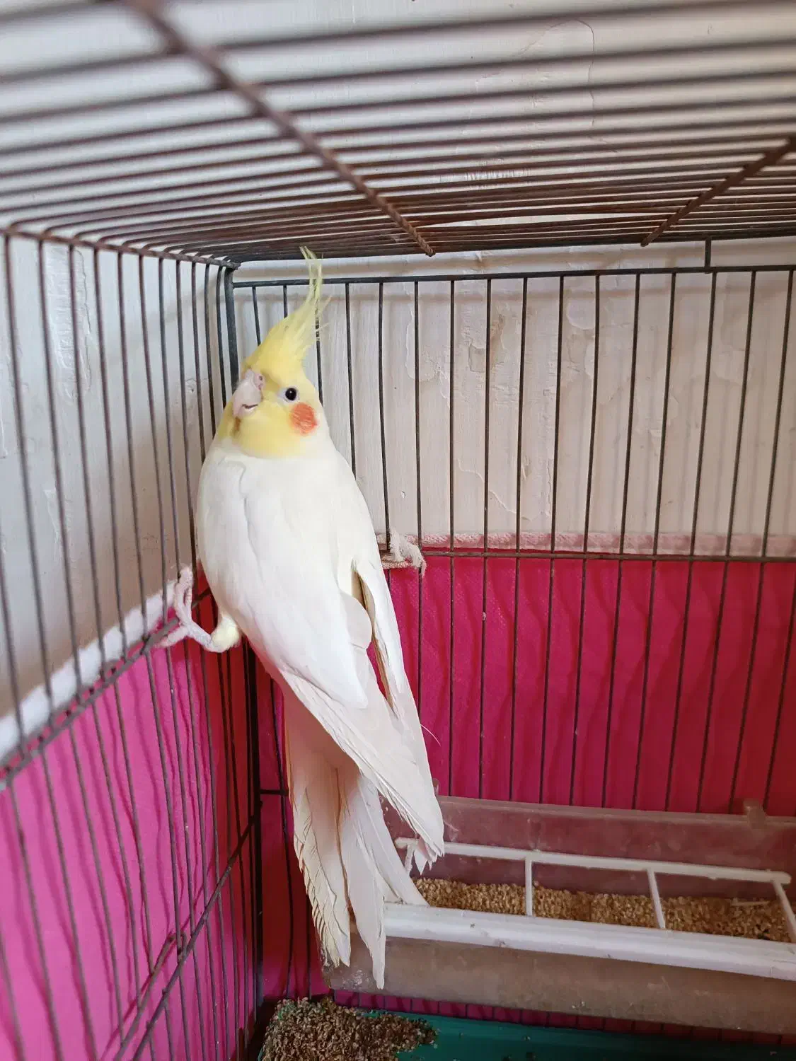 عروس هلندی|پرنده|مبارکه, |دیوار