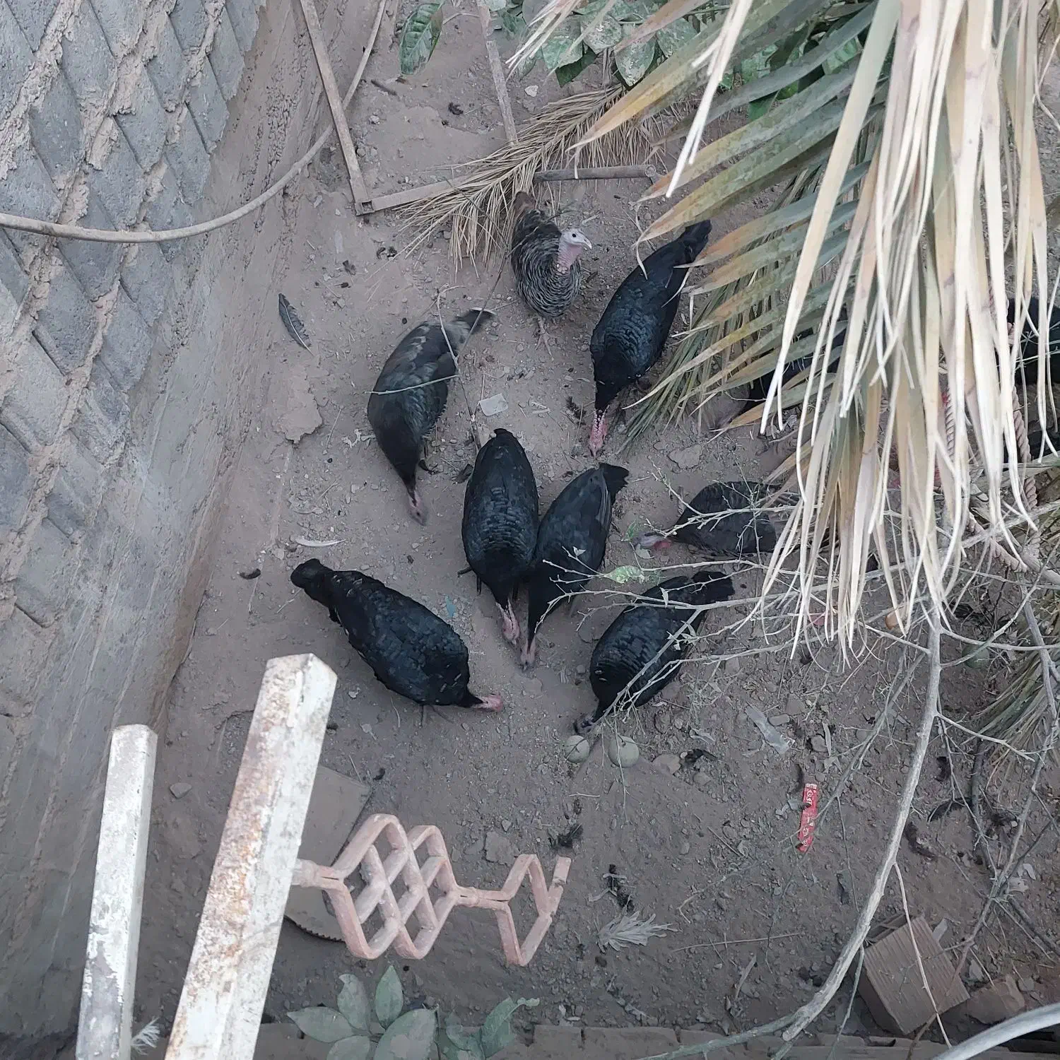 بوقلمون|حیوانات مزرعه|بم, |دیوار