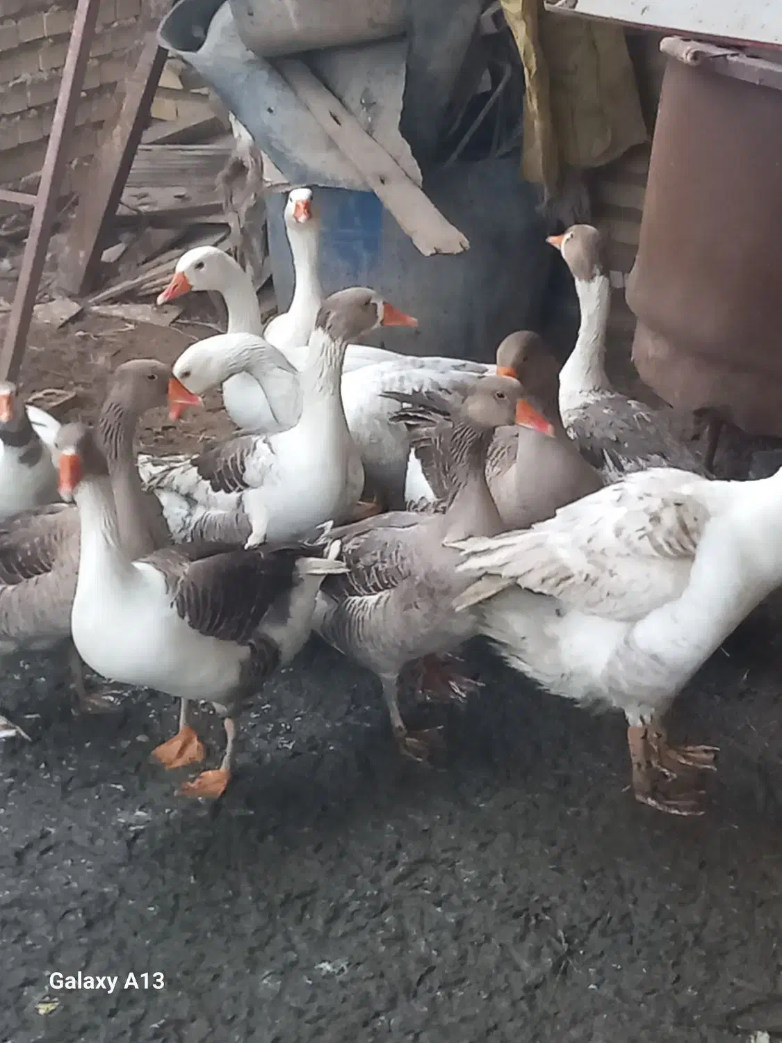 پرنده غاز|حیوانات مزرعه|شادگان, |دیوار