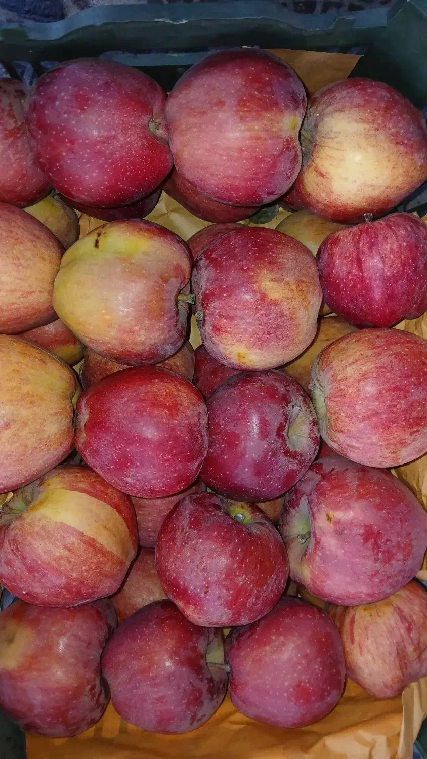 سیب قرمز|خدمات باغبانی و درختکاری|سیلوانه, |دیوار