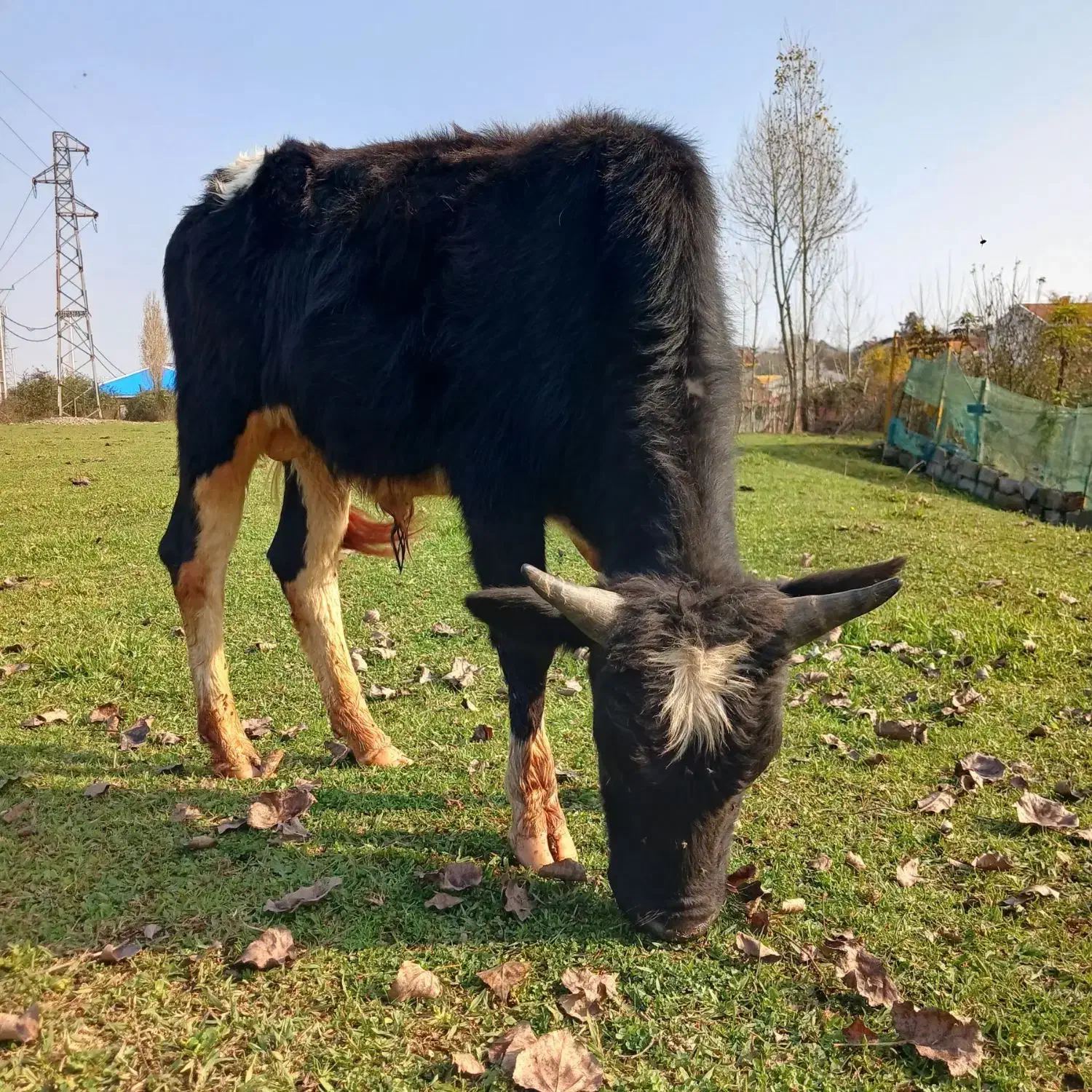 دو راس ورزا سرشاخ میزان|حیوانات مزرعه|سیاهکل, |دیوار