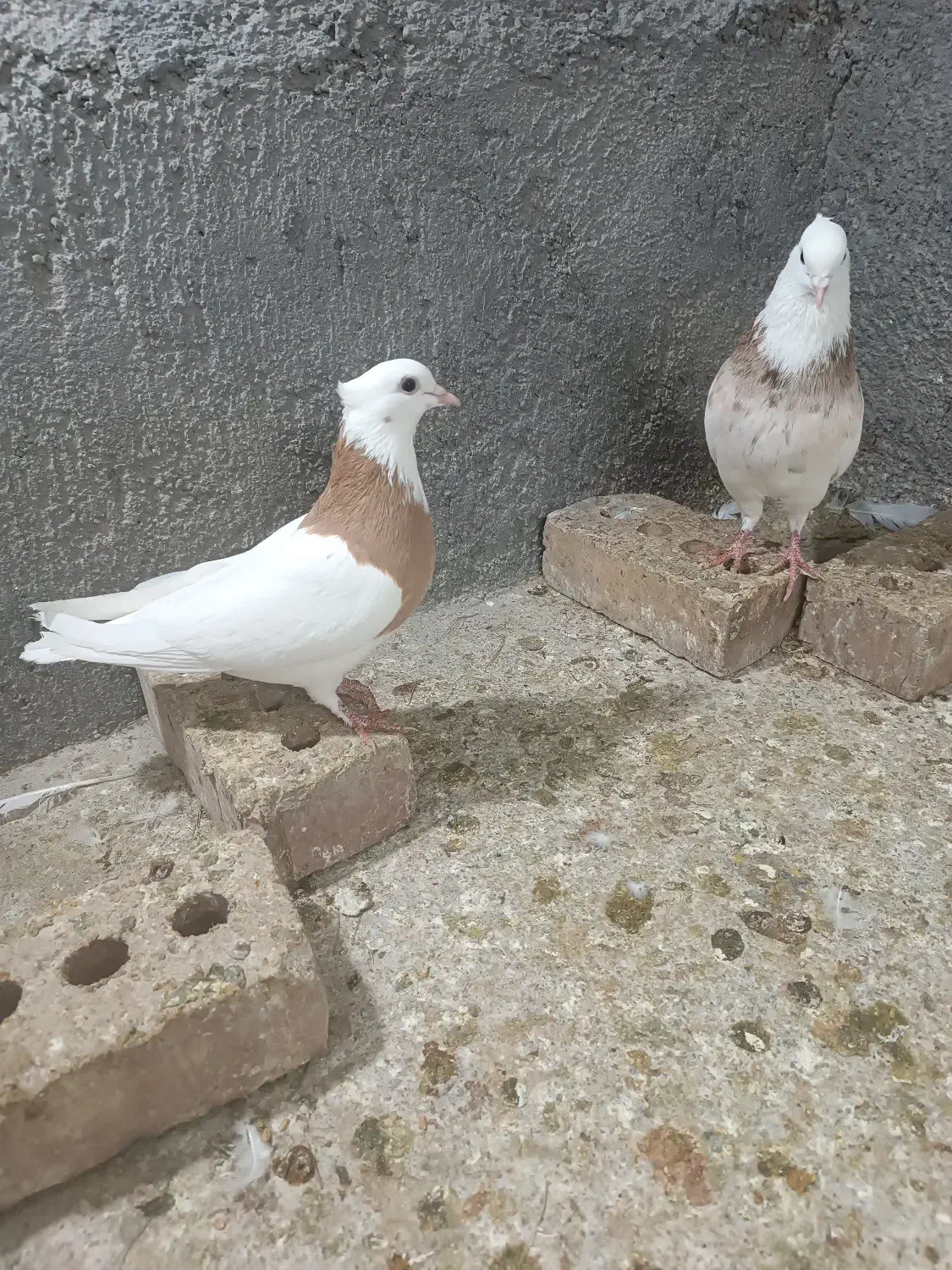 طوقی|حیوانات|تربت جام, فاز ۲ فرهنگیان|دیوار