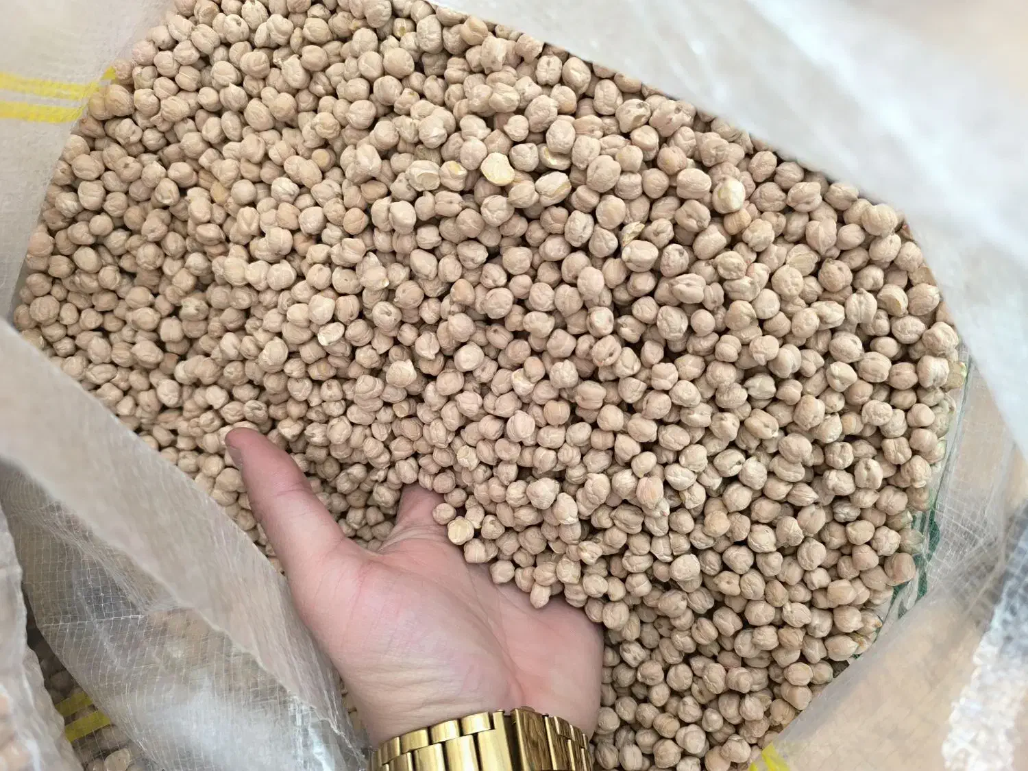 نخود بذری|عمدهفروشی|روانسر, |دیوار