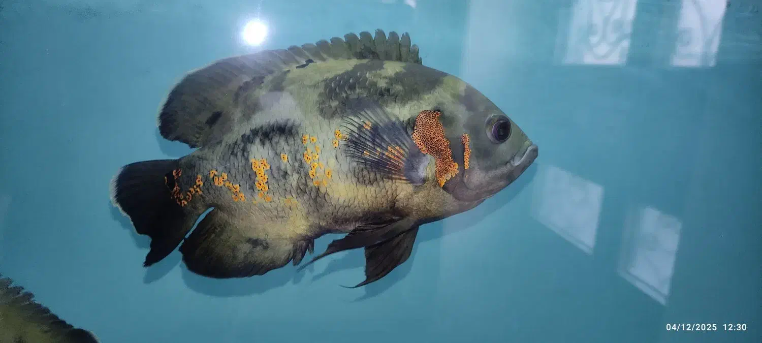 ماهی اسکار سلطنتی|ماهی|تبریز, |دیوار