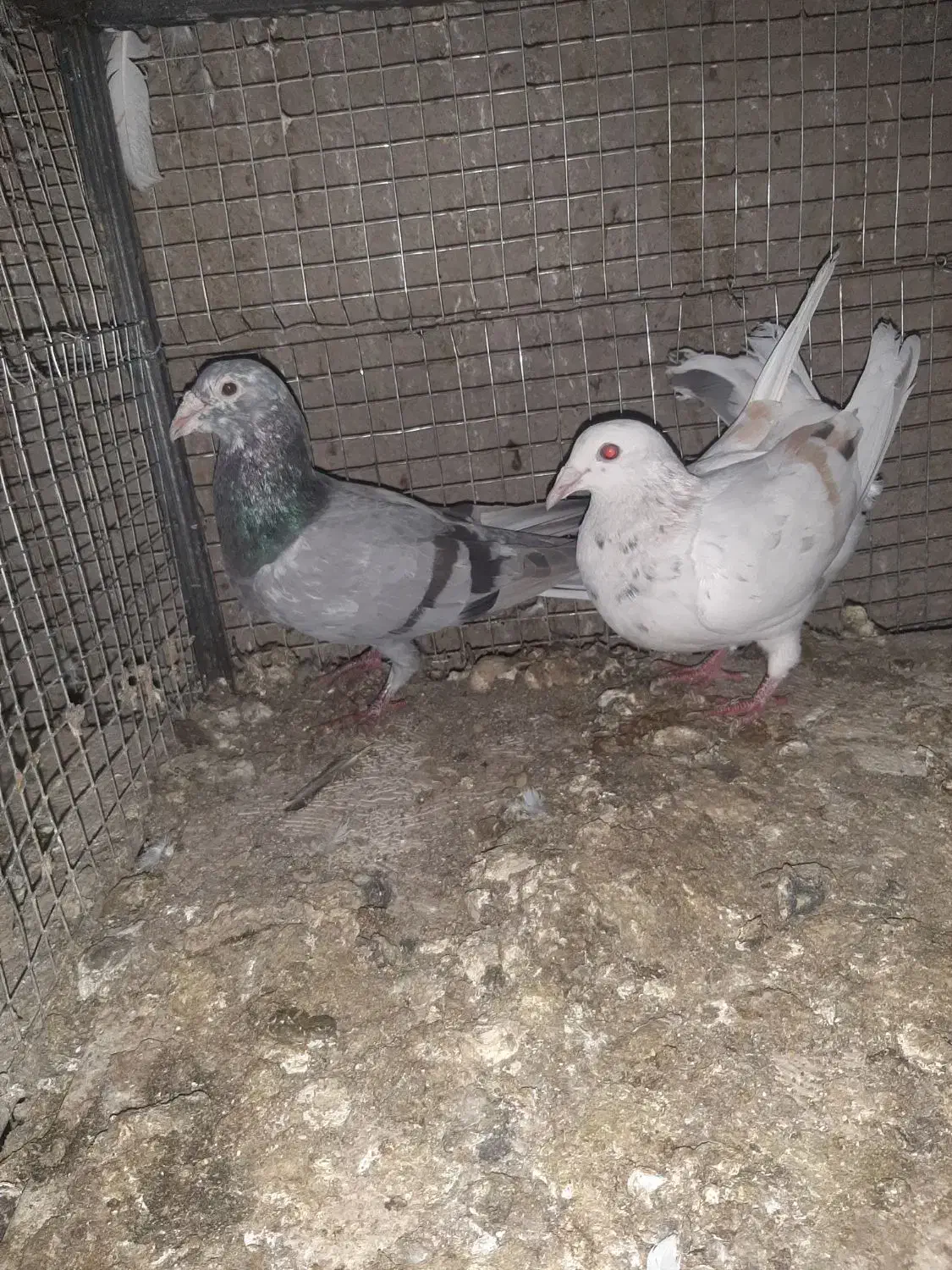 هفرنگ|پرنده|کوهین, |دیوار